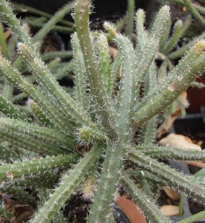 Rhipsalis baccifera subsp. horrida